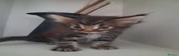 Maine Coon gatti in vendita: Maine Coon con Pedigree - Annuncio 10