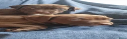 Pitbull cani in vendita: Pitbull UKC  - Annuncio 12