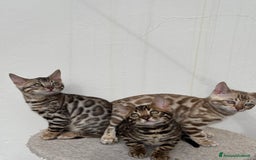 Bengala gatti in vendita: Cuccioli Bengala alta genealogia  a Provincia di Varese - Immagine 8