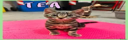 Europeo gatti in regalo: Gattini di 3-4 mesi  a Provincia di Vicenza - Annuncio 4