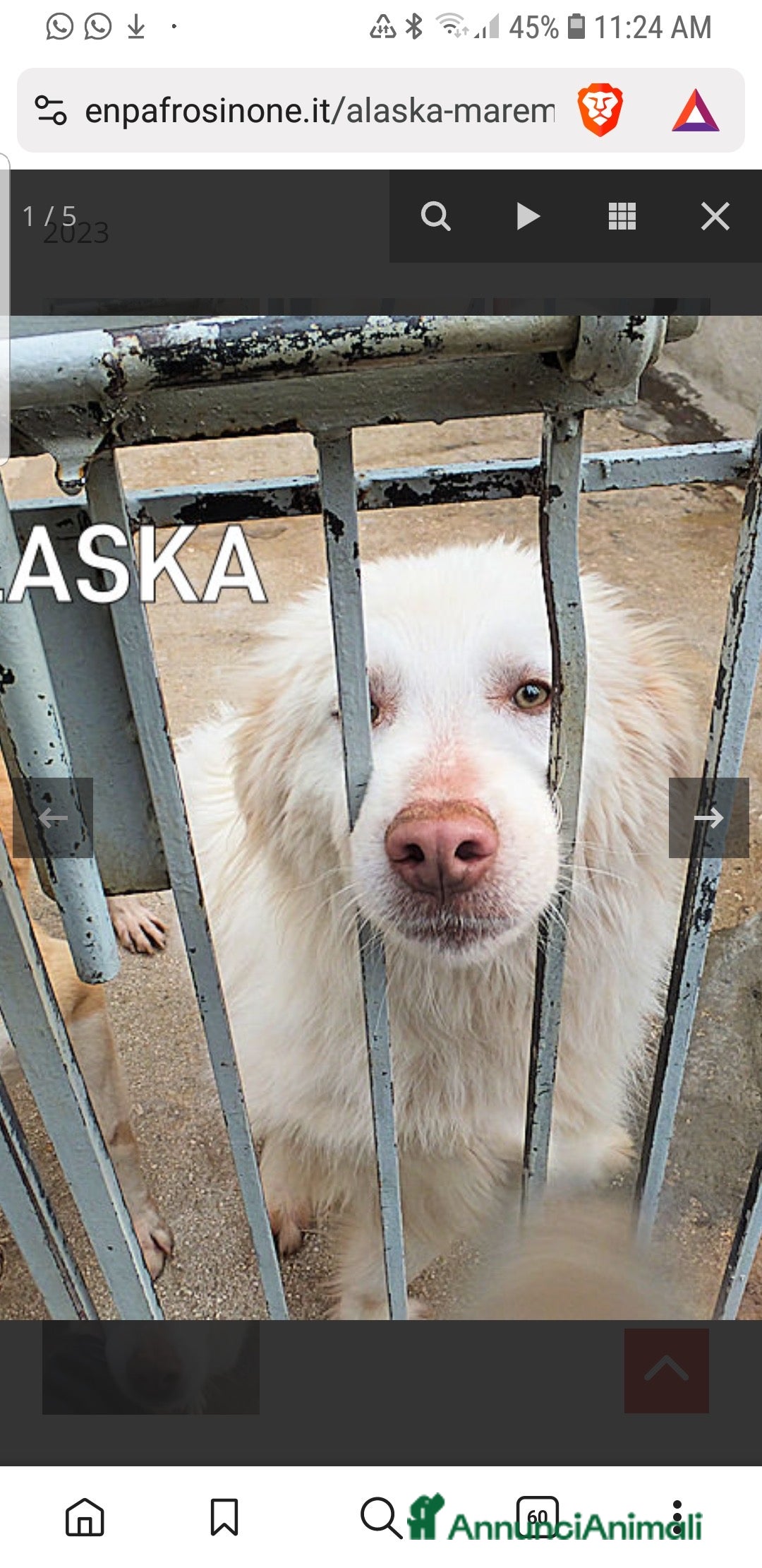 Meticcio cani in regalo: ADOZIONI DEL CUORE: buono e gentile…ti aspetta - Annuncio 1