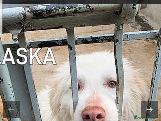 Meticcio cani ADOZIONI DEL CUORE: buono e gentile…ti aspetta - Annuncio 9