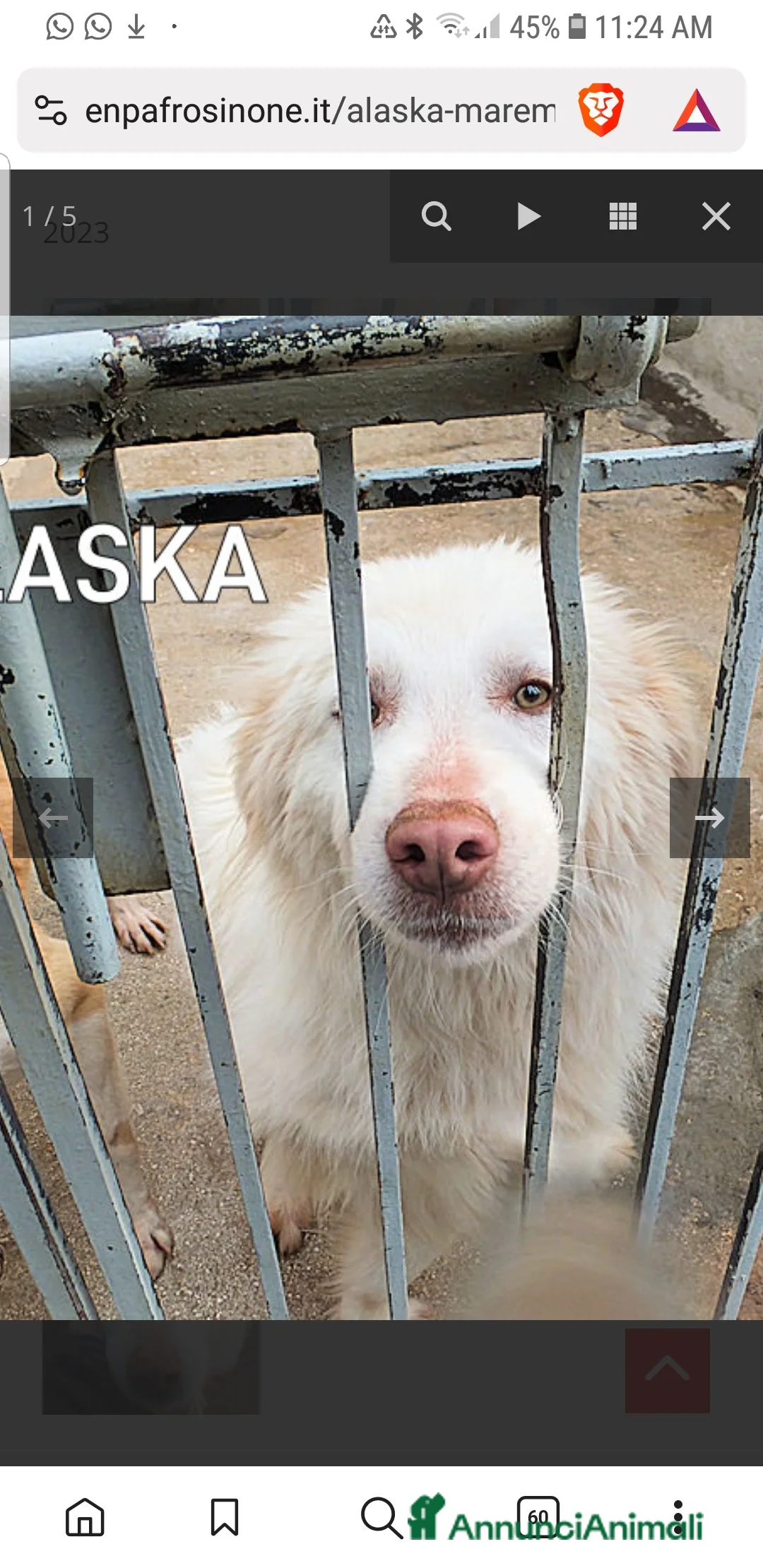 Meticcio cani in regalo: ADOZIONI DEL CUORE: buono e gentile…ti aspetta - Annuncio 1