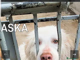 Meticcio cani ADOZIONI DEL CUORE: buono e gentile…ti aspetta - Annuncio 8