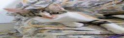 Meticcio gatti in regalo: Quattro gattini stupendi cercano casa - Annuncio 8