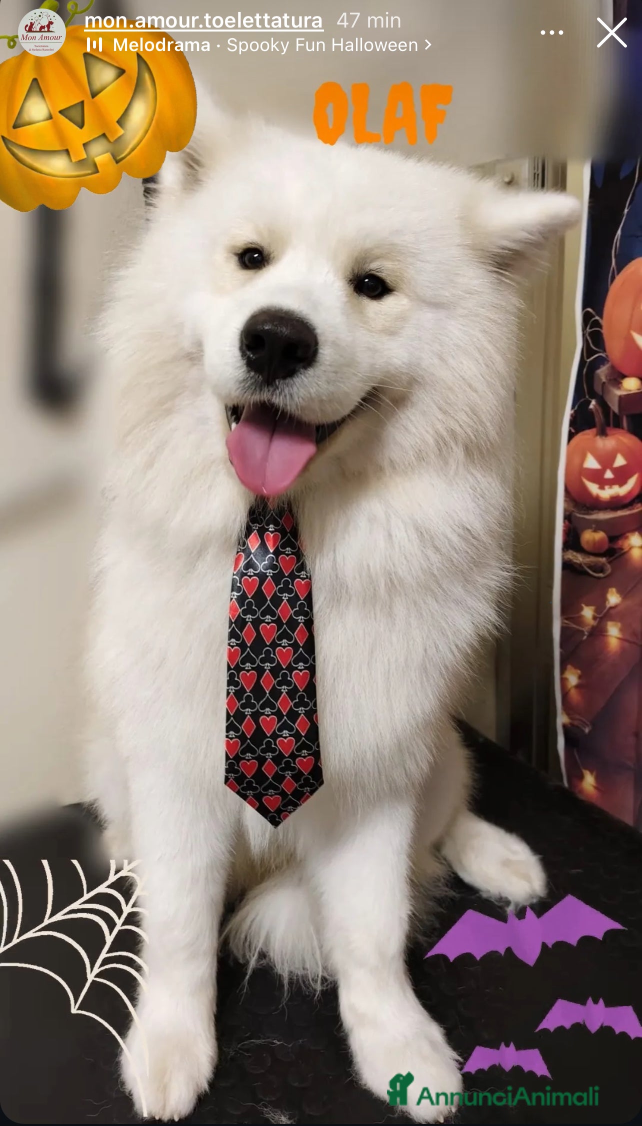 Samoiedo cani Accoppiamento - Annuncio 1