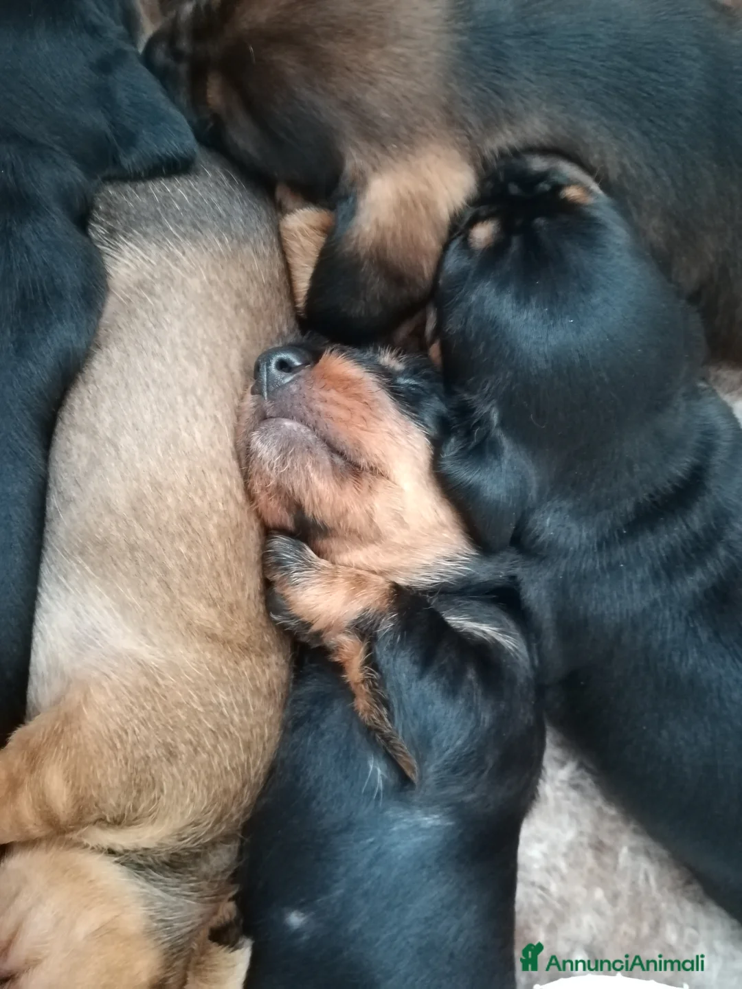 Bassotto cani in vendita: Bassotto pelo duro  - Annuncio 17