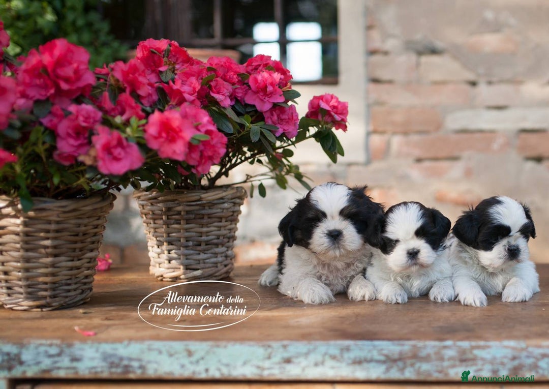 Shih Tzu cani in vendita: SHIHTZU CUCCIOLI STUPENDI <3 a Provincia di Padova - Immagine 5