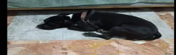 American Bully cani in regalo: American Bully 3anni LA SUA TRISTE VITA! ALESSANDR - Annuncio 5