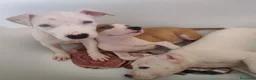 American Staffordshire cani in vendita: Cuccioli di American Staffordshire Terrier  - Annuncio 3
