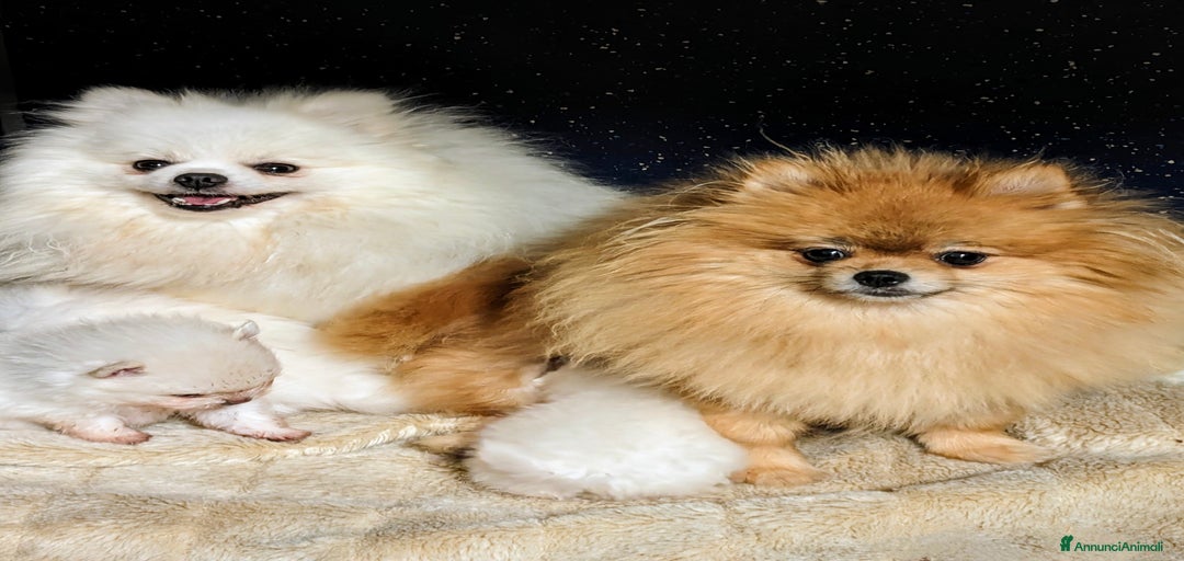 Immagine della galleria {{count}}