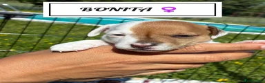 Bonita