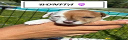 Jack Russell cani in vendita: Jack Russel Terrier  a Provincia di Brescia - Annuncio 12