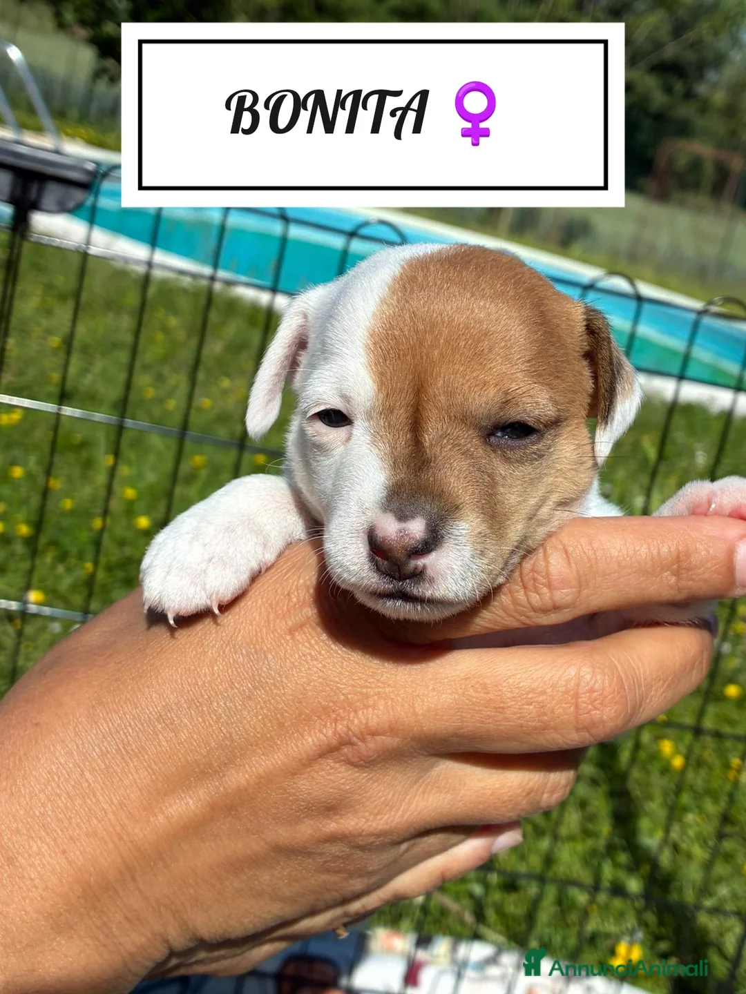 Jack Russell cani in vendita: Jack Russel Terrier  a Provincia di Brescia - Annuncio 12