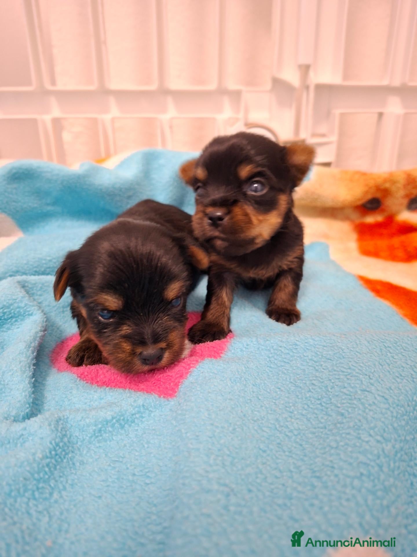 Yorkshire cani Cuccioli yorkshire terrier  - Annuncio 1