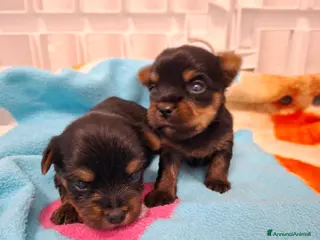 Yorkshire cani Cuccioli yorkshire terrier - Annuncio 25