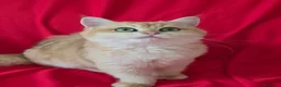 Scottish gatti in vendita: Scottish Straight  - Annuncio 6