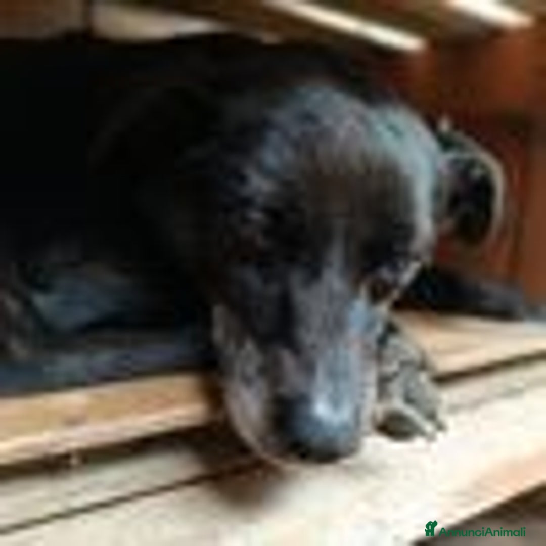 Pinscher Tedesco cani in regalo: Bobby, super adozione del cuore - Annuncio 5