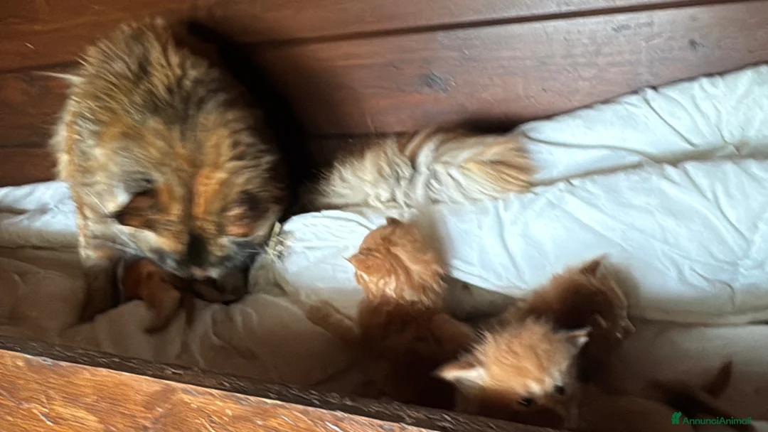 Maine Coon gatti in vendita: Maine coon cuccioli (Austin X Bastet) - Annuncio 2