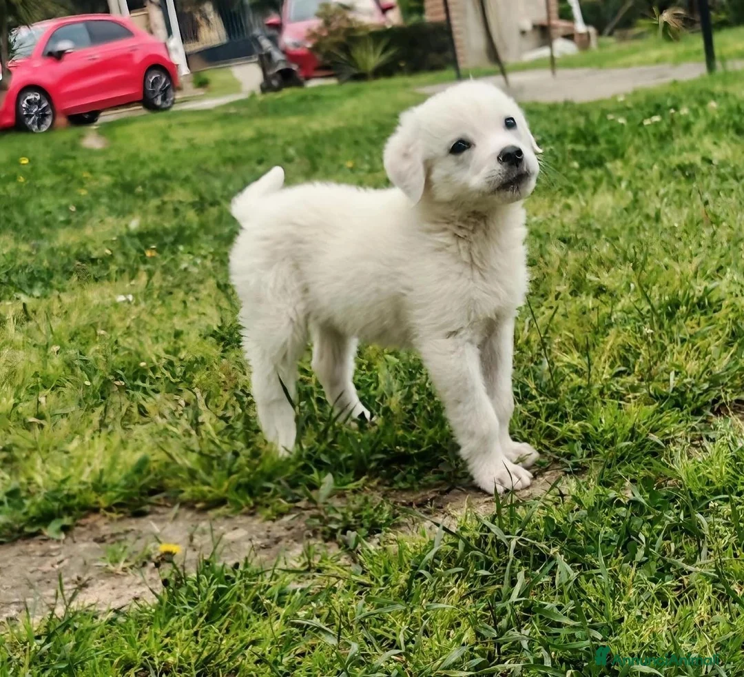 Meticcio cani in regalo: YOSHI 💙 - cucciolo mix pastore, bianco come neve - Annuncio 2