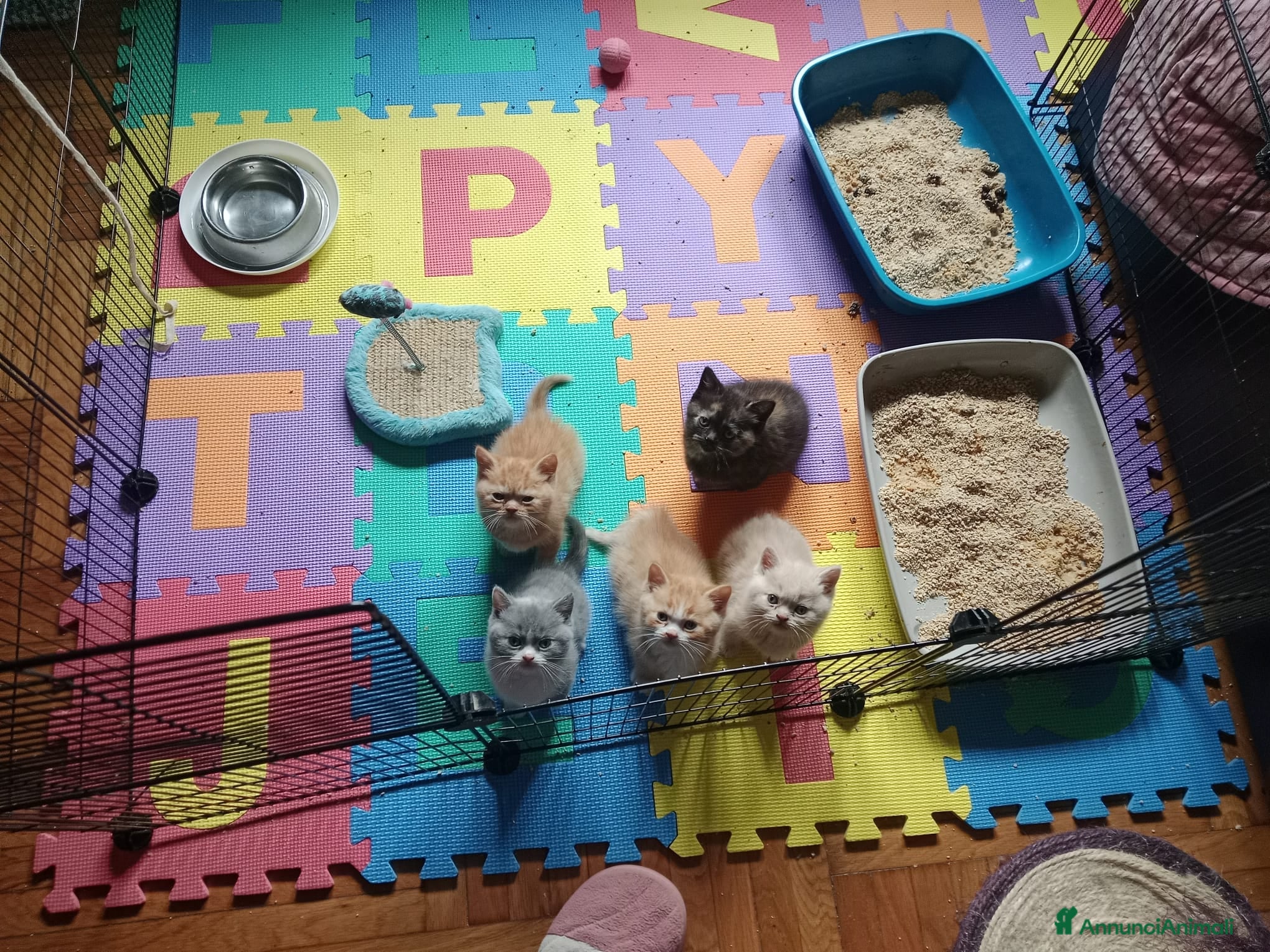 British gatti British Shorthair - Annuncio 7