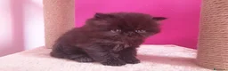 Persiano gatti in vendita: gattini persiani - Annuncio 4