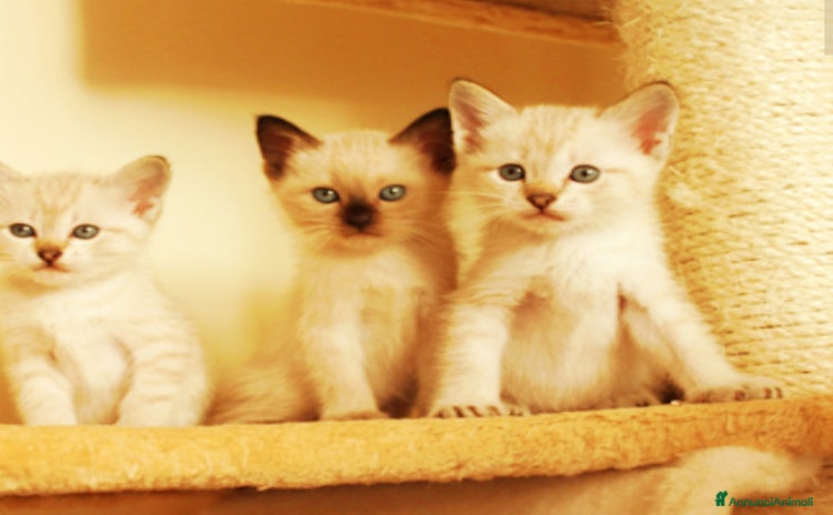 Siamese gatti Gattini siamesi seal e tabby point  - Annuncio 3