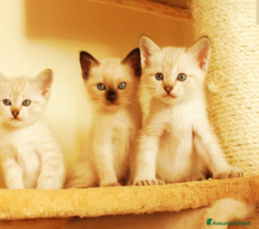 Siamese gatti Gattini siamesi seal e tabby point - Annuncio 3