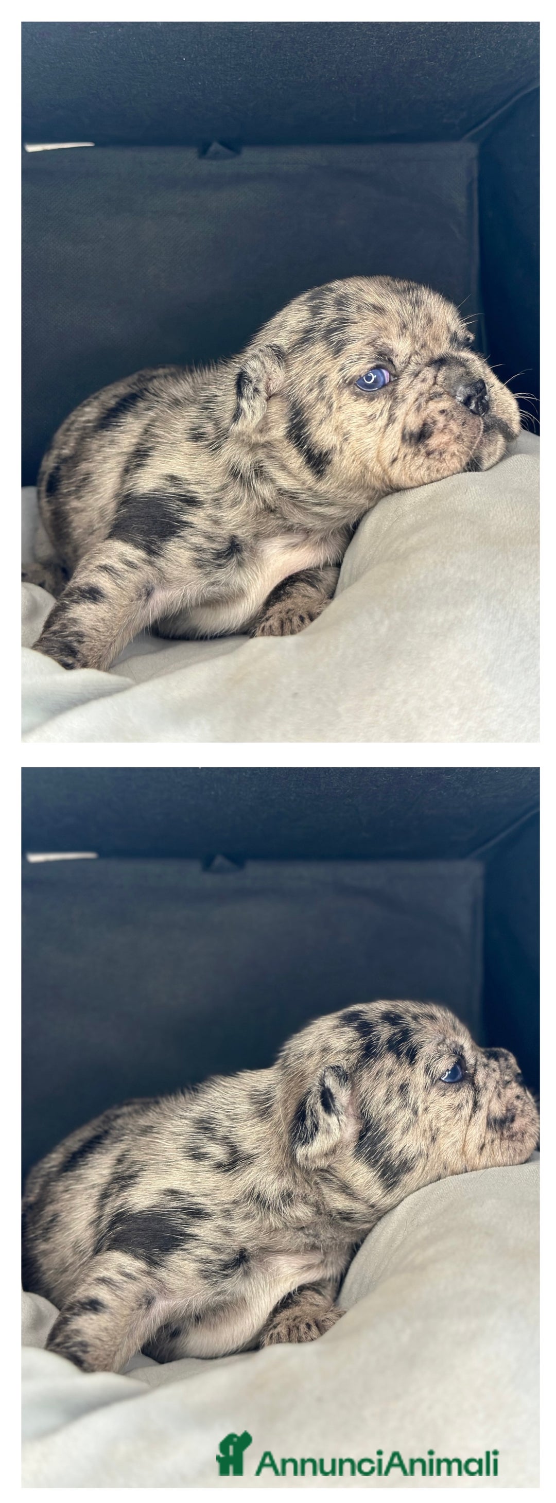 Bulldog Francese cani in vendita: Cuccioli Fluffy di Bulldog Francese - Annuncio 2