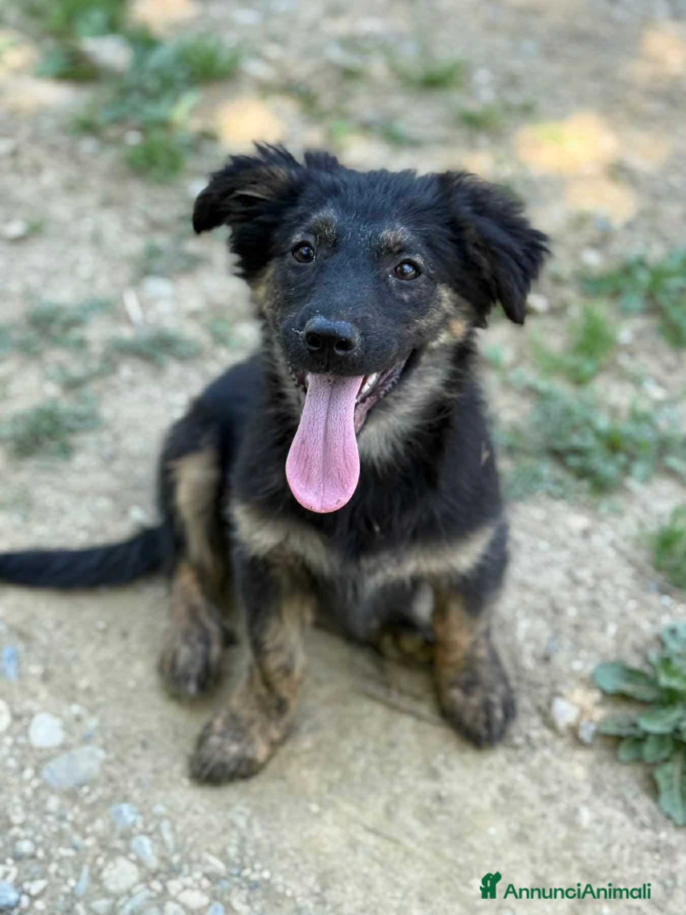Meticcio cani VANA, cucciola coccolosissima! TG MEDIO PICCOLA - Annuncio 6
