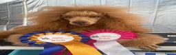Barboncino cani in vendita: Meravigliosi cuccioli di Barbone nano Red  - Annuncio 5