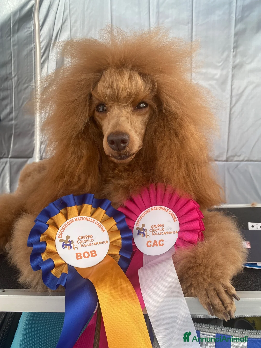 Barboncino cani in vendita: Meravigliosi cuccioli di Barbone nano Red  - Annuncio 5