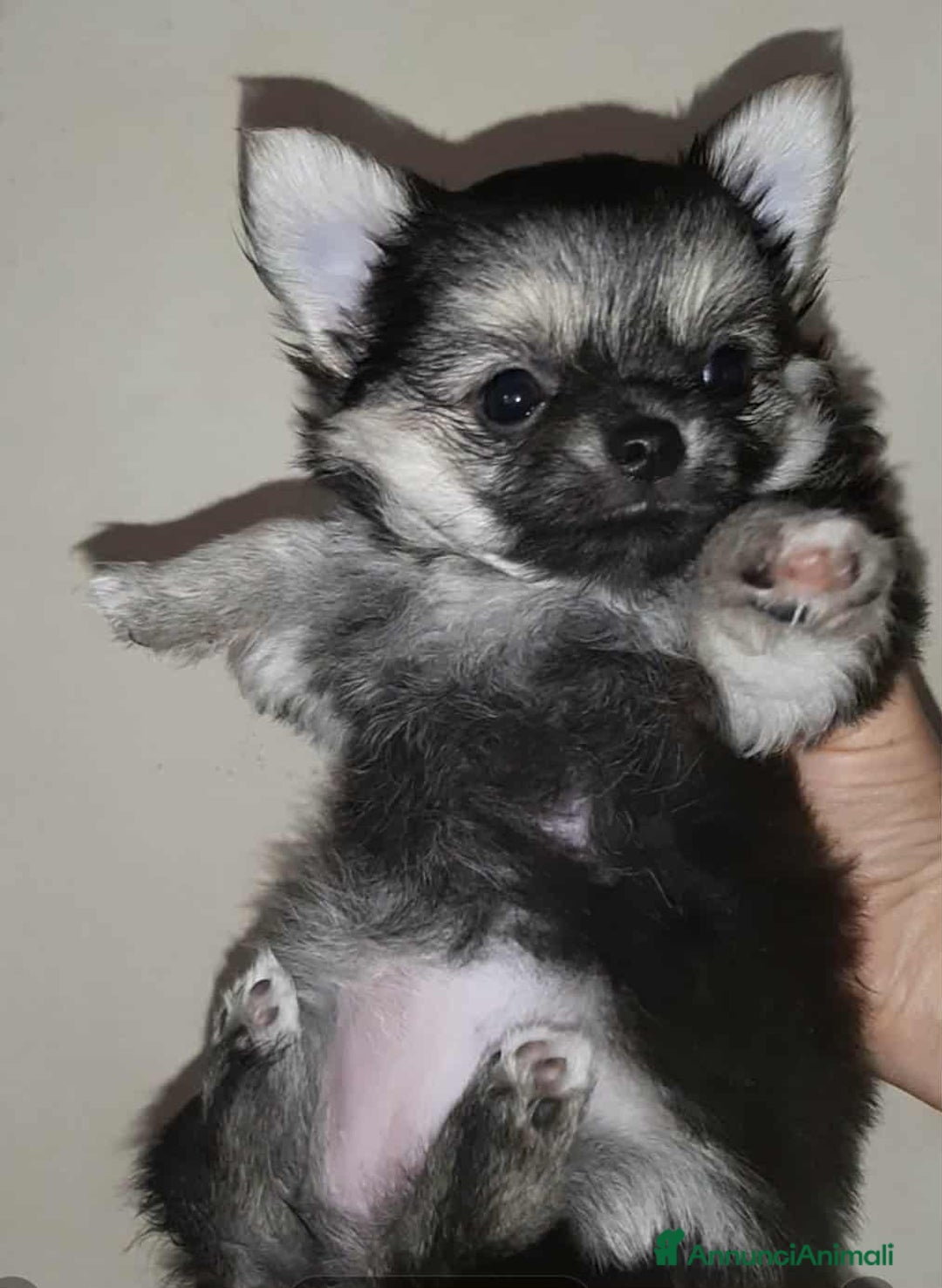 Chihuahua cani in vendita: Chihuahua pelo lungo pure razza  - Annuncio 4