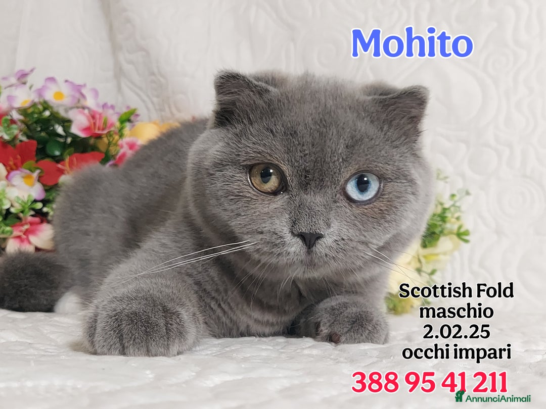 British gatti in vendita: British Shorthair cuccioli  a Città metropolitana di Roma Capitale - Immagine 6