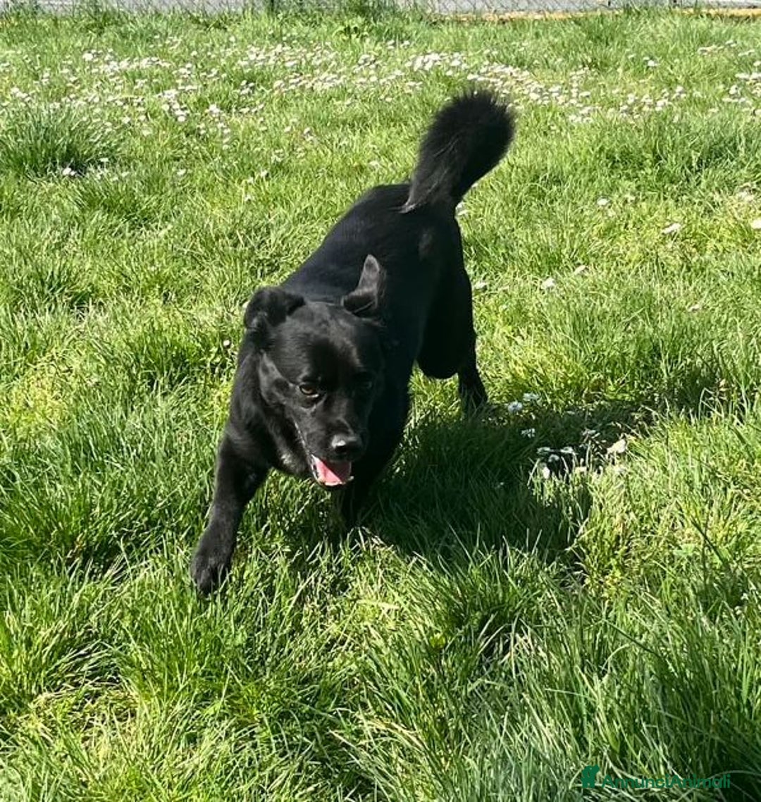 Meticcio cani in regalo: OBELIX affettuoso ed allegro tg picc. - Annuncio 2