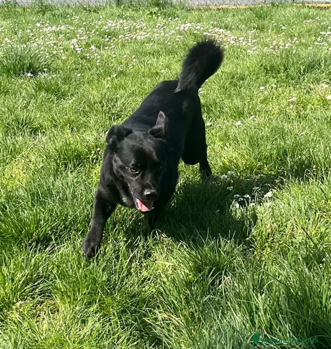 Meticcio cani in regalo: OBELIX affettuoso ed allegro tg picc. - Annuncio 2