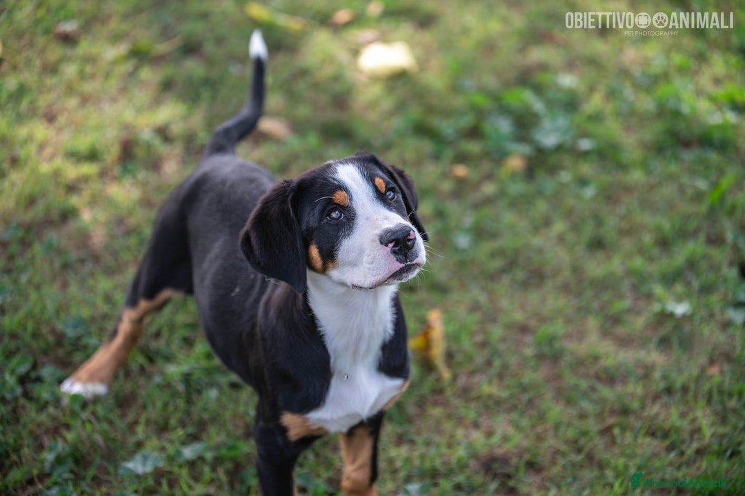 Grande Bovaro Svizzero cani in vendita: un cucciolo di bovaro cambia la vita in meglio! - Annuncio 2