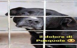Pitbull cani in regalo: PASQUALE 8anni rimasto solo! Bravo con le persone  - Immagine 1