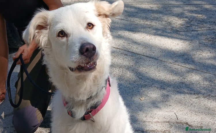 Meticcio cani a Città metropolitana di Roma Capitale - Annuncio 15