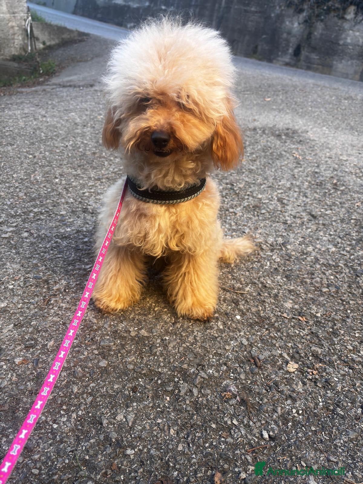 Barboncino cani Barboncino piccolo nano  - Annuncio 2