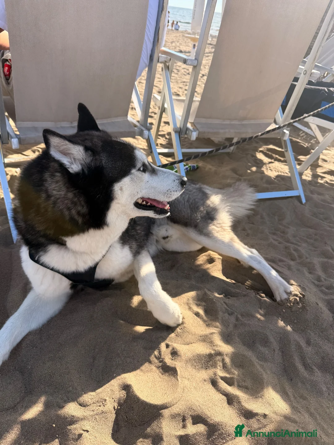 Husky cani per accoppiamento: Cerco compagna da accoppiamento  a Città Metropolitana di Napoli - Annuncio 2