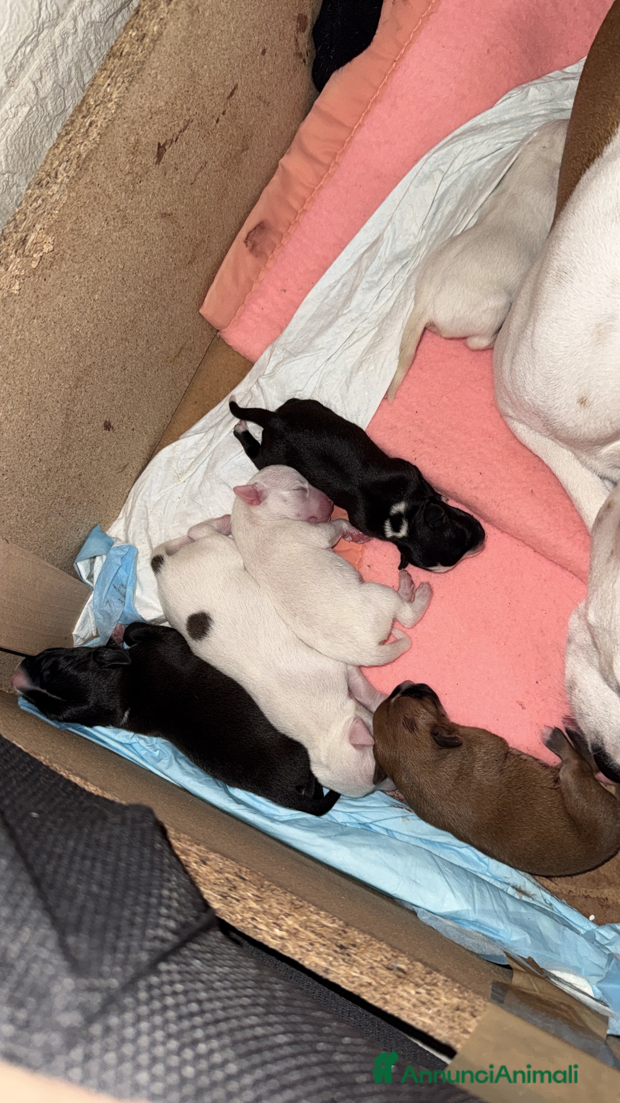 Altre razze cani Regalo cuccioli  - Annuncio 19