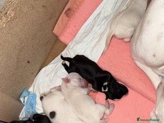 Altre razze cani Regalo cuccioli - Annuncio 11