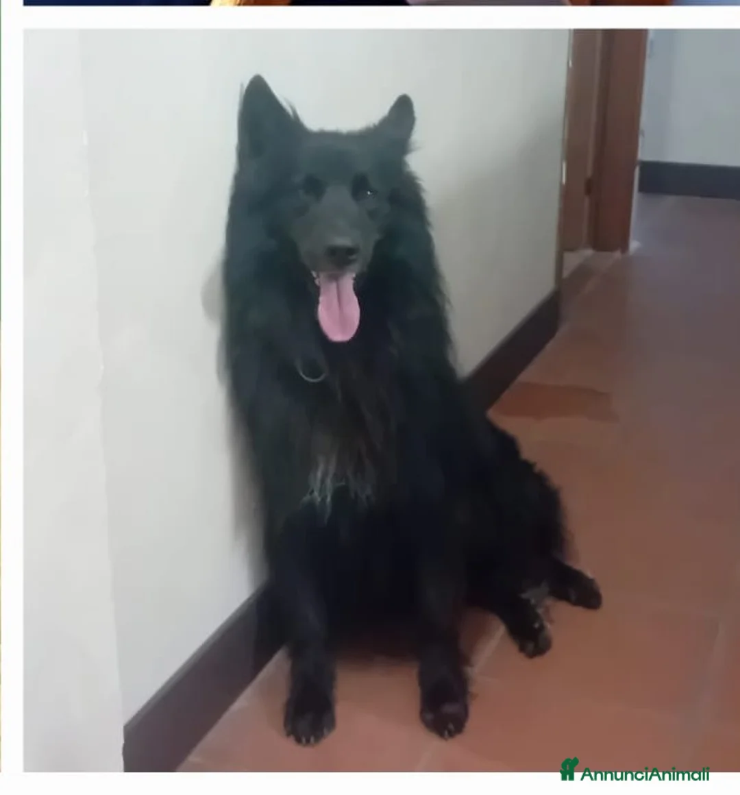 Pastore Belga cani in regalo: wiski - Annuncio 1