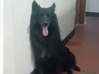 Pastore Belga cani wiski - Annuncio 1