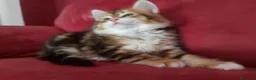 Siberiano gatti in vendita: Cucciolo Siberiano Certificato  - Annuncio 13