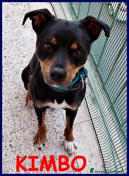 Meticcio cani KIMBO piccoletto sempre solo - Annuncio 8