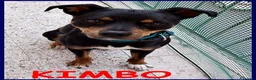 Meticcio cani in regalo: KIMBO piccoletto sempre solo a Città metropolitana di Milano - Annuncio 1