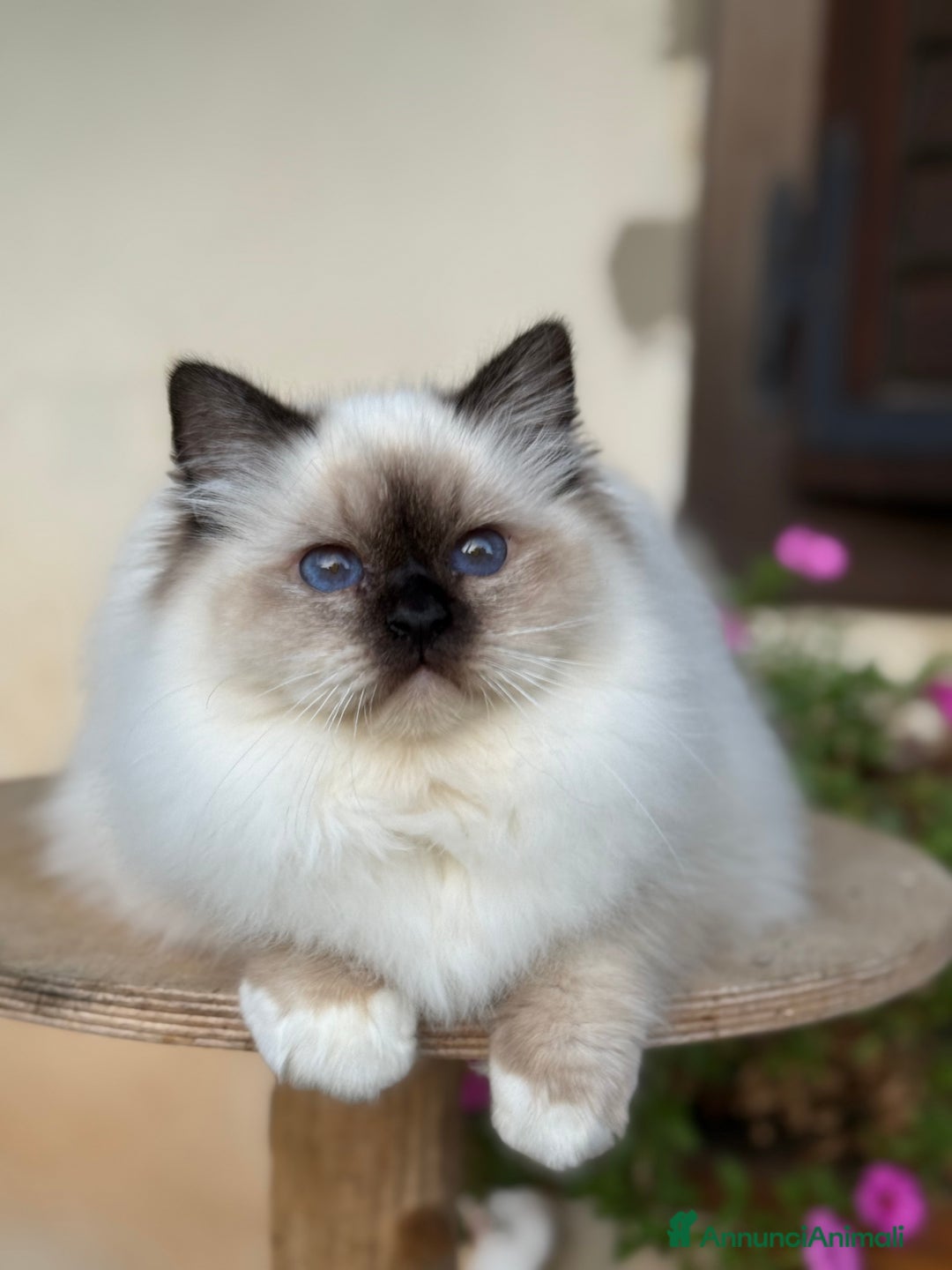 Immagine della galleria {{count}}