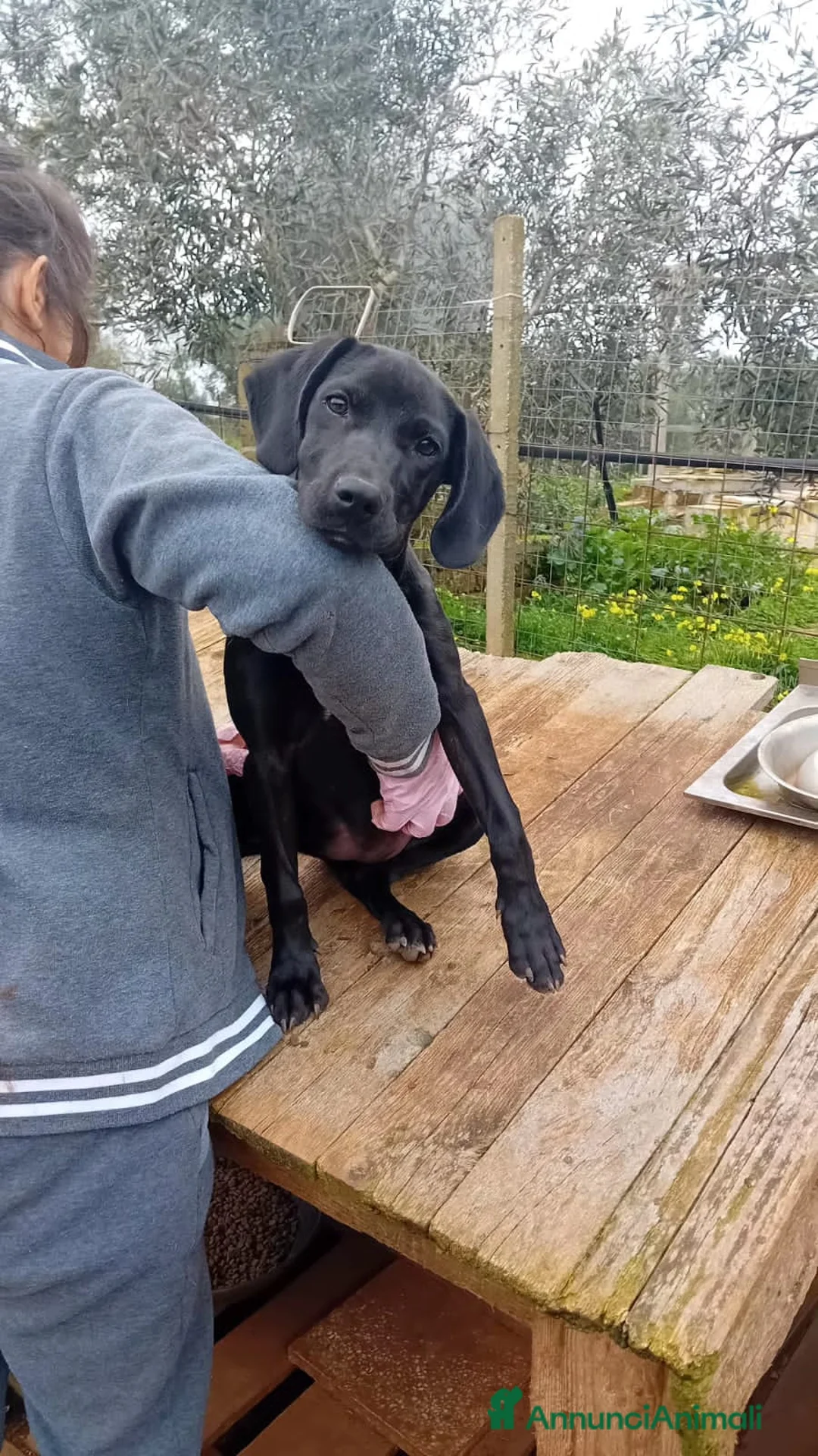 Altre razze cani in regalo: margy - Annuncio 5